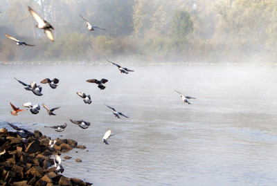 Nebeldonau-14.jpg