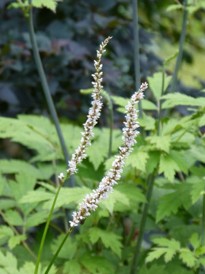 2016-07-29 Persicaria 'Fat White'.jpg