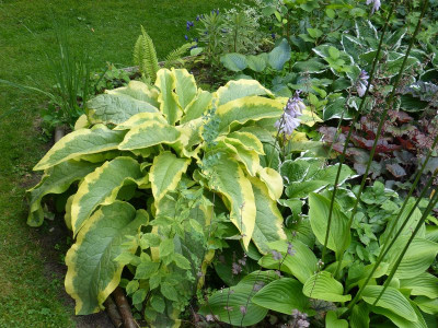2016-07-29 Symphytum 'Axminster Gold'.jpg