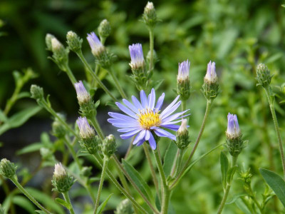 2016-07-29 Aster 'Twilight'.jpg