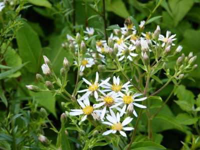 2016-07-29 Aster macrophyllus.jpg