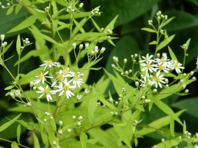 2016-07-29 Aster umbellatus 'Touch of Gold'.jpg