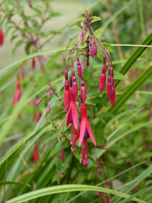2016-07-29 Fuchsia magellanica.jpg