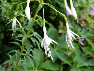 2016-07-29 Fuchsia 'Hawkshead'.jpg