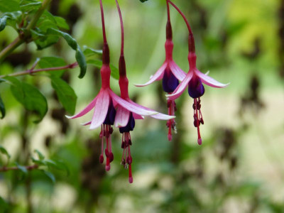 2016-07-29 Fuchsia magellanica 'Logan Woods'.jpg