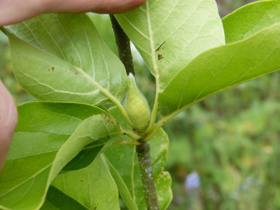 2016-07-29 Magnolia Sämling katinka.jpg