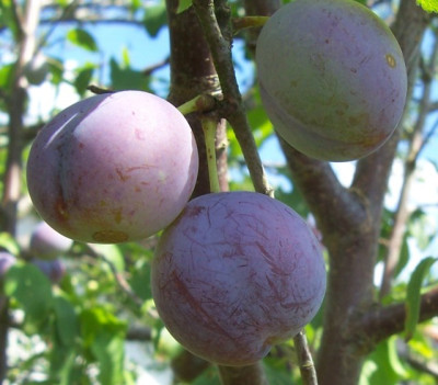 100_6582 Sämling Mirabelle.jpg