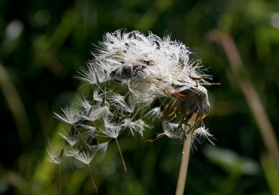 Nebeldonau-20.jpg