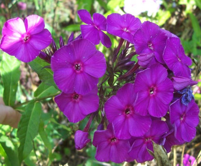 100_6615 Phlox Harlekin uni.jpg