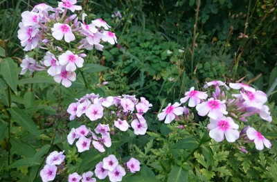 _20160730_002201.JPG