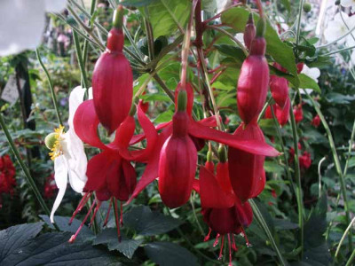 Fuchsia_2.jpg