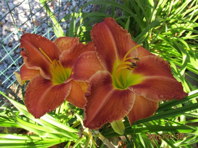 Copper CabanaIMG_2476.jpg