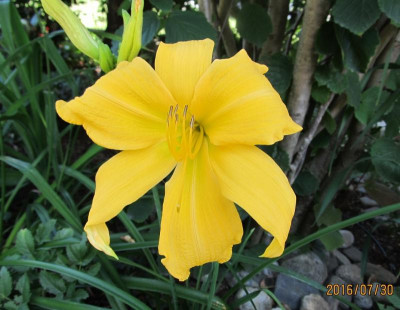 Golden Supernova IMG_2500.jpg