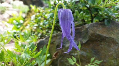 Clematis columbiana.jpg