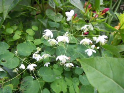 Thalictrum.JPG