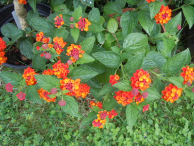Lantana.JPG