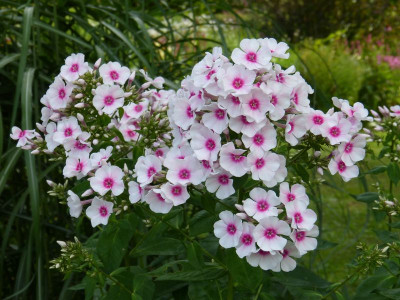 2016-07-29 Phlox 'Kirmesländler'.jpg