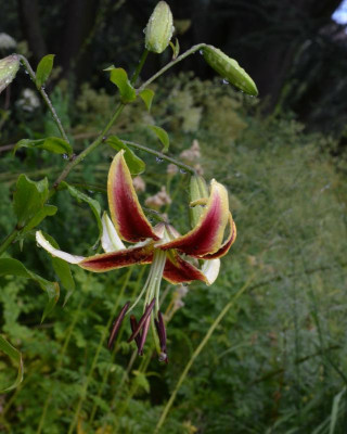 Lilium-Scheherazade.16-1.jpg