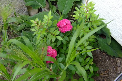 2016_07313april20160003.JPG