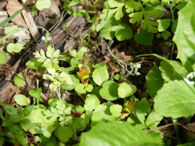 2016-07-31 Fuchsia procumbens.jpg