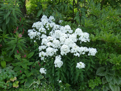 2016-07-31 Phlox weiß.jpg