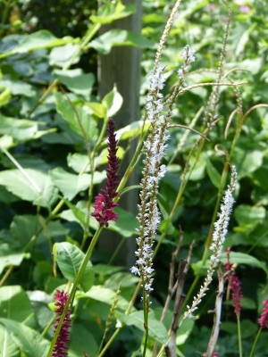 2016-07-31 Persicaria 'Album'.jpg