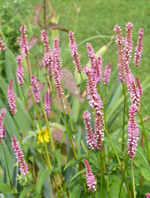 2016-07-31 Persicaria 'Ample Pink'.jpg