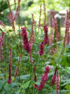 2016-07-31 Persicaria 'Blackfield' und 'Orangefield'.jpg