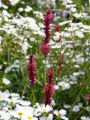 2016-07-31 Persicaria 'Border Beauty'.jpg