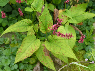 2016-07-31 Persicaria 'Cottesbrook Gold'.jpg
