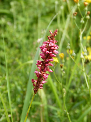 2016-07-31 Persicaria 'Dikke Floskes'.jpg