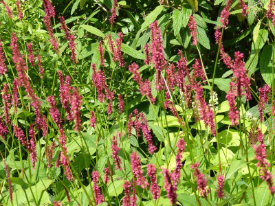 2016-07-31 Persicaria 'Firetail'.jpg