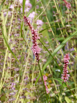 2016-07-31 Persicaria 'High Society'.jpg
