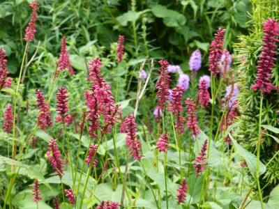 2016-07-31 Persicaria 'Inverleith'.jpg