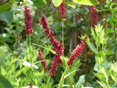 2016-07-31 Persicaria 'J.S. Caliente'.jpg