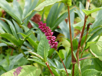 2016-07-31 Persicaria 'Pendula'.jpg