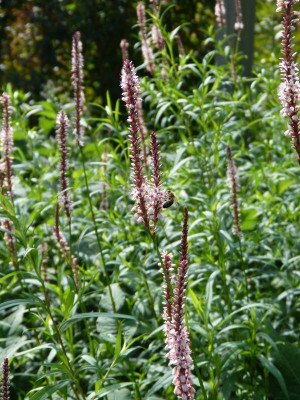 2016-07-31 Persicaria 'Rosea'.jpg