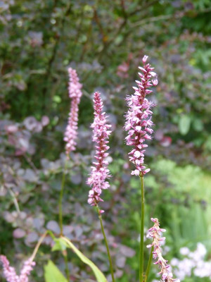 2016-07-31 Persicaria 'Rowden Gem'.jpg