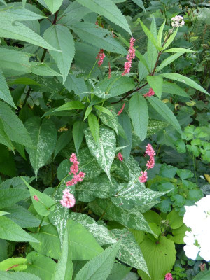 2016-07-31 Persicaria 'Spotted Eastfield' 2.jpg