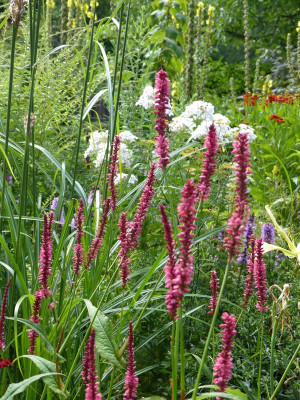 2016-07-31 Persicaria 'Summer Dance'.jpg