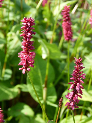 2016-07-31 Persicaria 'Taurus'.jpg