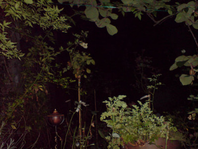 roros_garten_bei_nacht_1.JPG