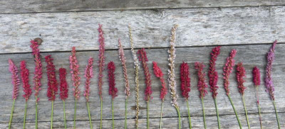 2016-07-31 Persicaria 4.jpg