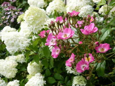2016-07-31 Gartenimpressionen 1.jpg