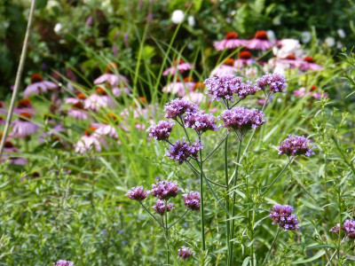 2016-07-31 Gartenimpressionen 2.jpg