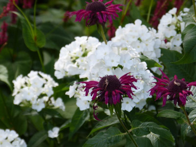 2016-07-31 Gartenimpressionen 3.jpg