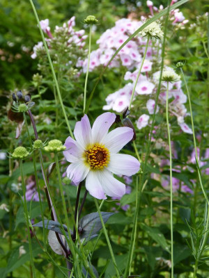 2016-07-31 Gartenimpressionen 4.jpg