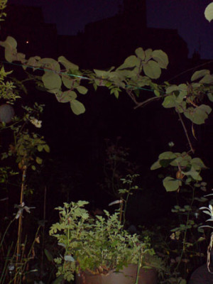 roros_garten_bei_nacht_2.JPG