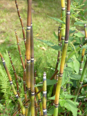 2016-07-31 Equisetum hyemale.jpg
