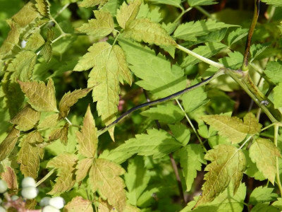 2016-07-31 Actaea pachypoda.jpg